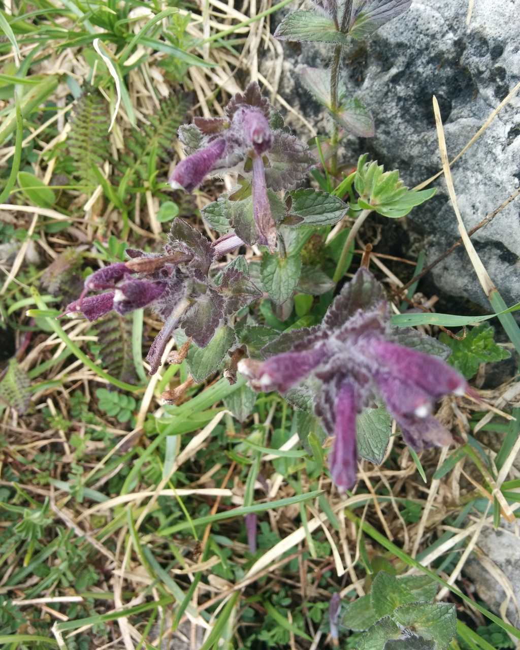 Bartsia alpina